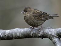 Carpodacus nipalensis