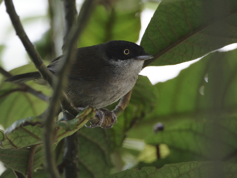 Dark-fronted Babbler