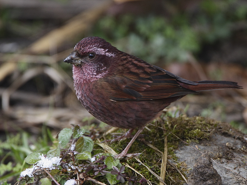 Dark-rumped Rosefinch