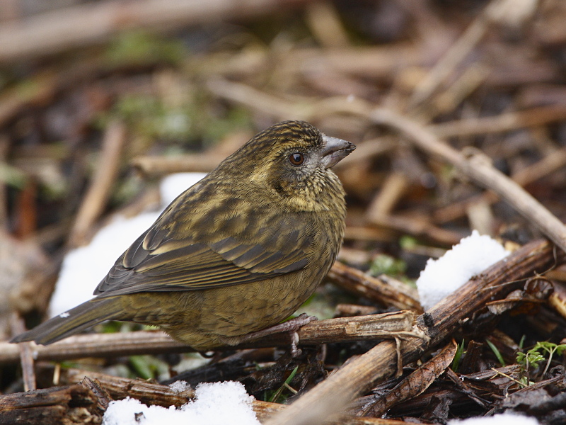 Dark-rumped Rosefinch