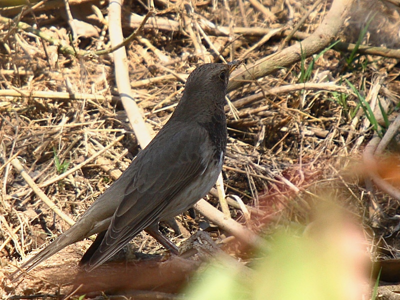 Dark-throated Thrush