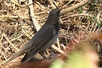 Turdus ruficollis