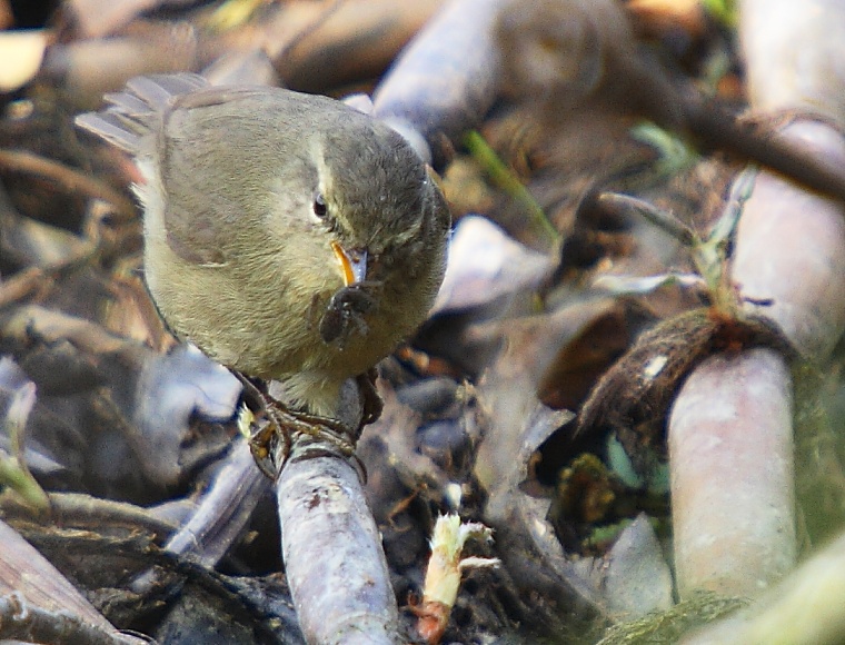 Dusky Warbler