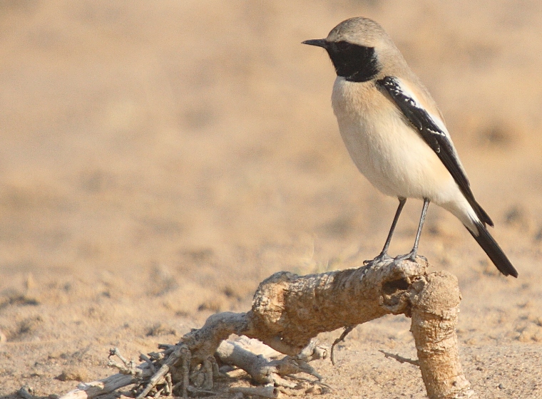 Desert Wheatear