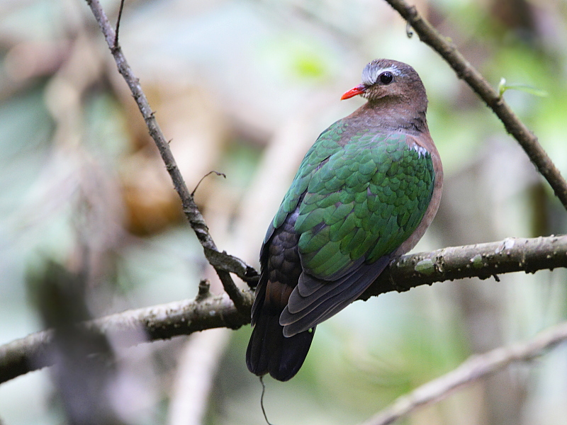 Emerald Dove