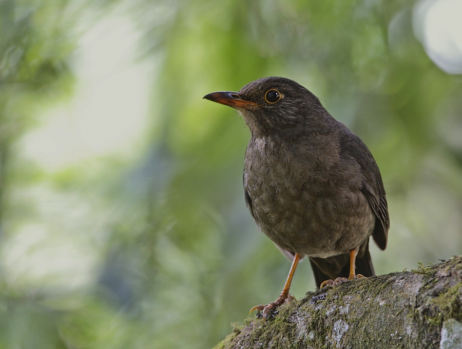 Eurasian Blackbird female