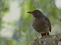 Turdus merula