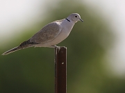 Streptopelia decaocto