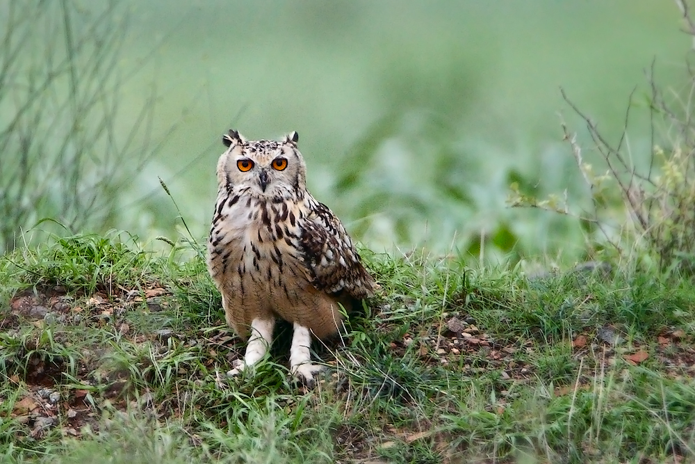 Bubo bengalensis