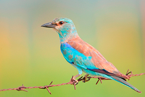 Coracias garrulus