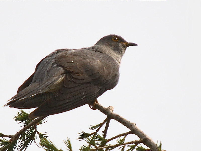 Eurasian Cuckoo