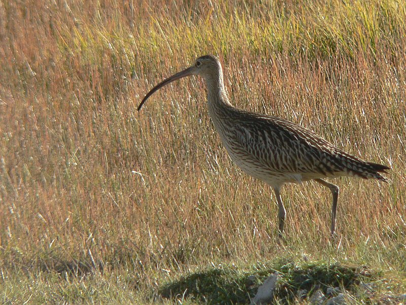 Eurasian Curlew