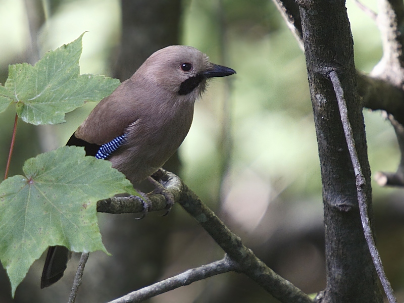 Eurasian Jay