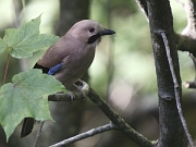 Garrulus glandarius