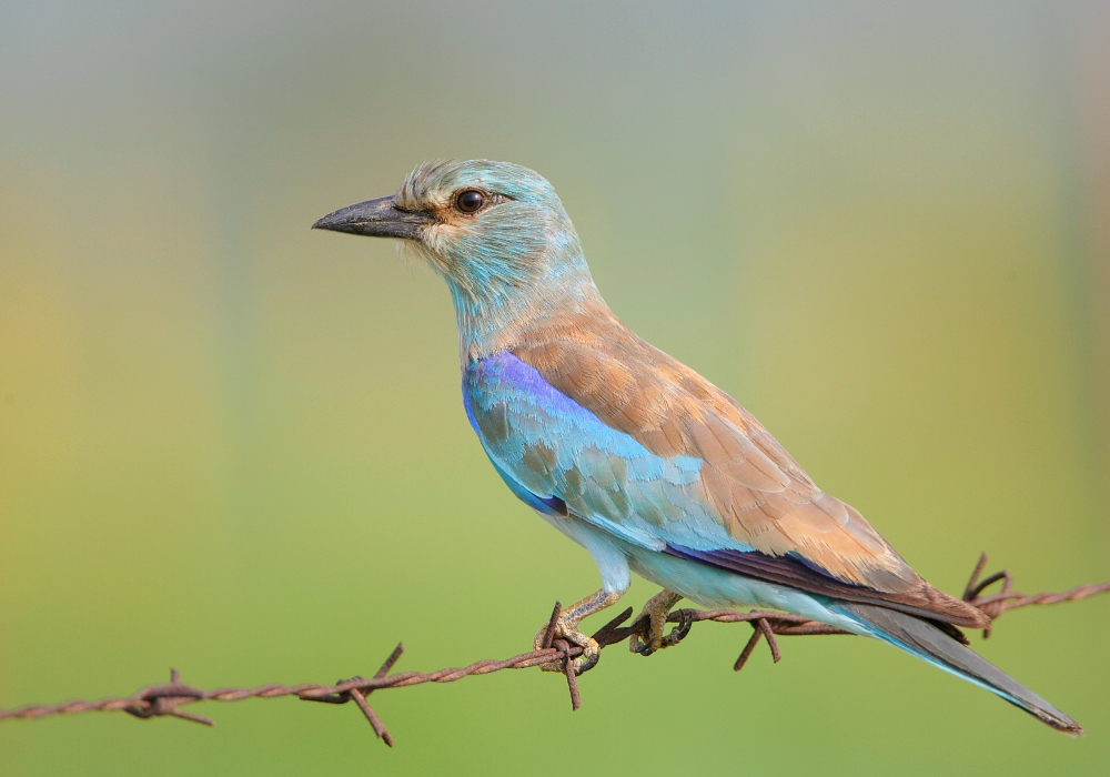 European Roller