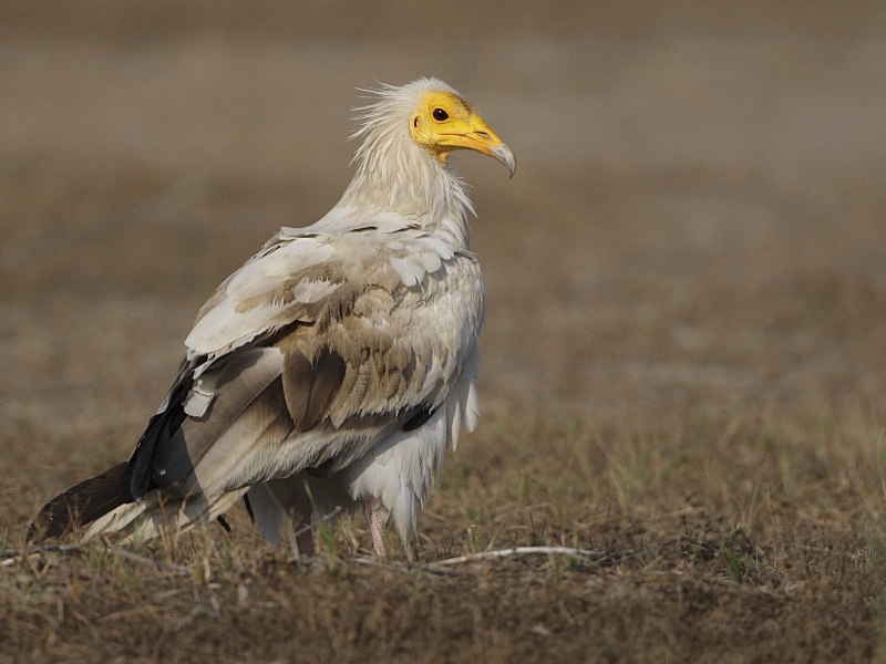 Egyptian Vulture