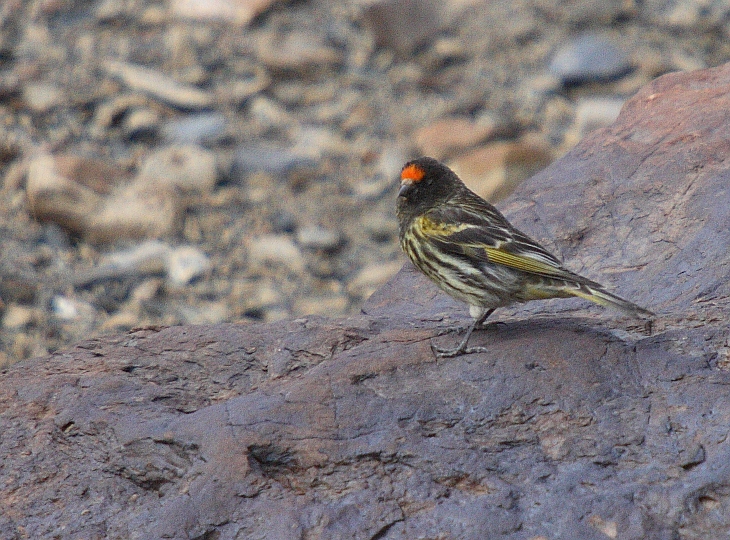 Fire-fronted Serin