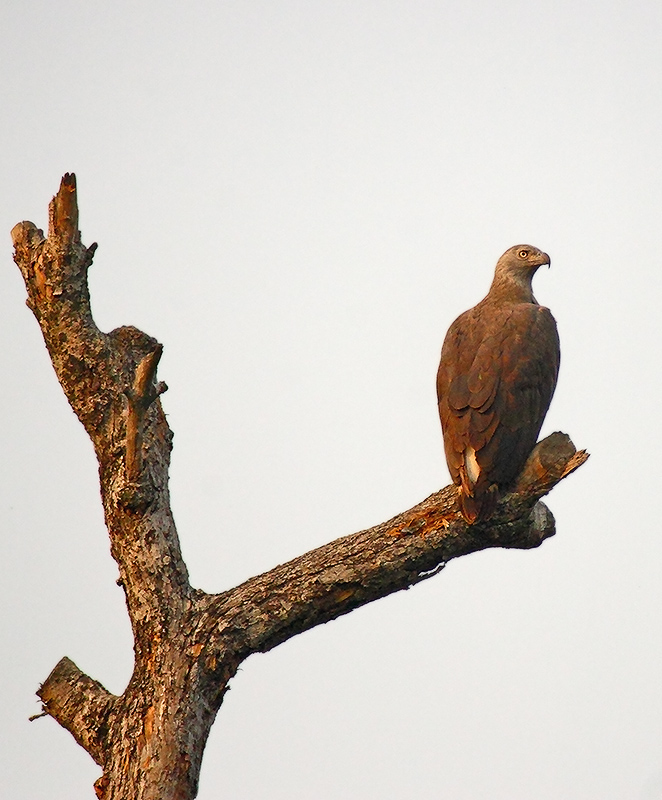 Lesser Fish Eagle