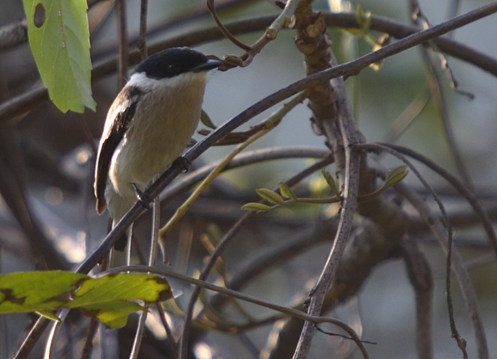 Bar-winged Flycatcher-Shrike