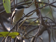 Hemipus picatus