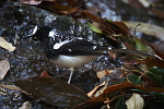 Enicurus maculatus