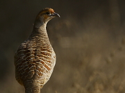 Francolinus pondicerianus