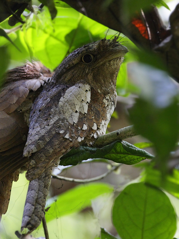 Sri Lanka Frogmouth