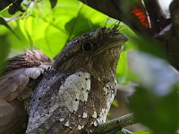 Batrachostomus moniliger