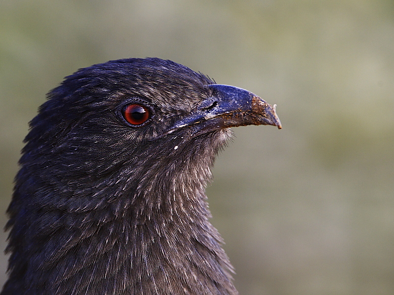 Greater Coucal