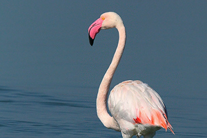 Phoenicopterus ruber