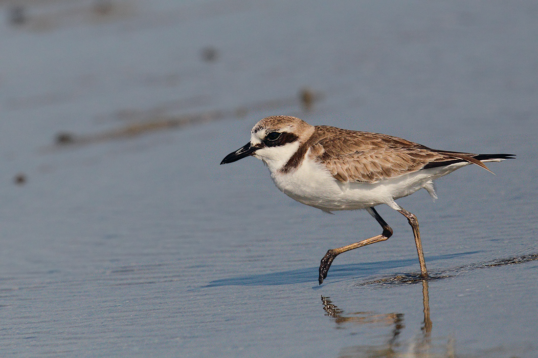 Charadrius leschenaultii