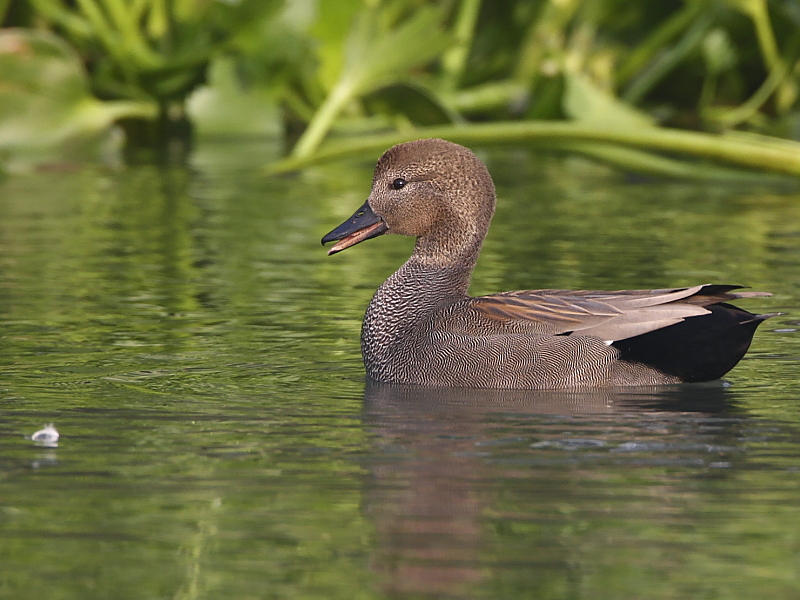 Gadwall