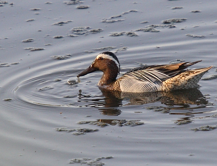 Garganey