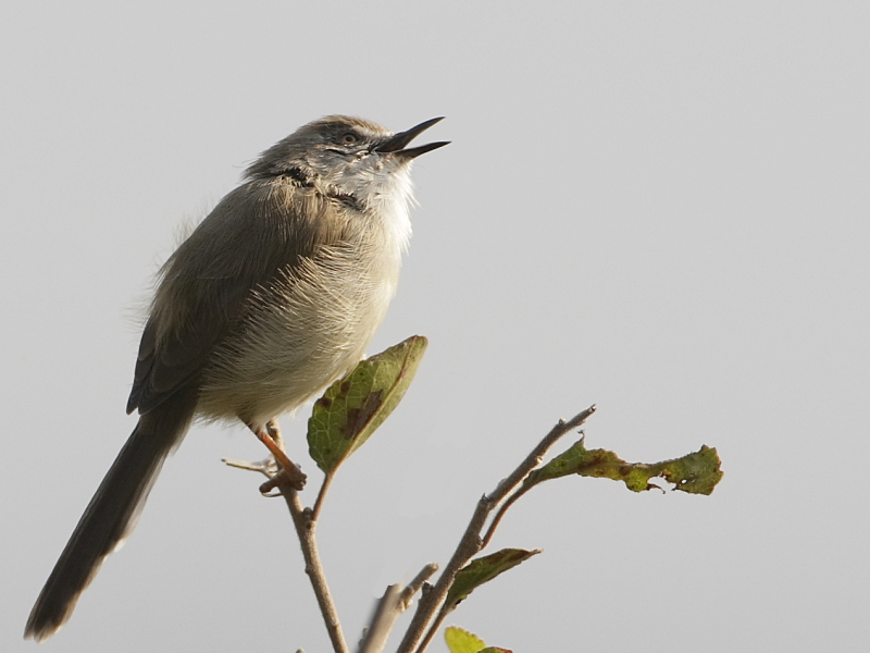 Gray-breasted Prinia