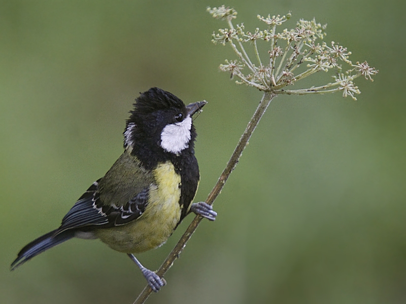 Green-backed Tit