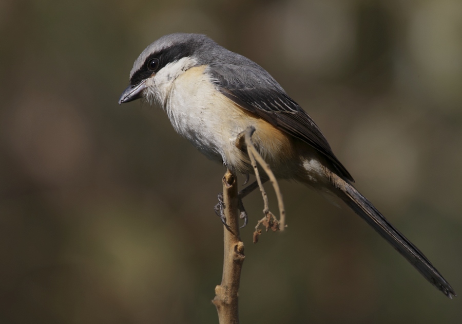 Gray-backed Shrike