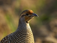 Francolinus pondicerianus