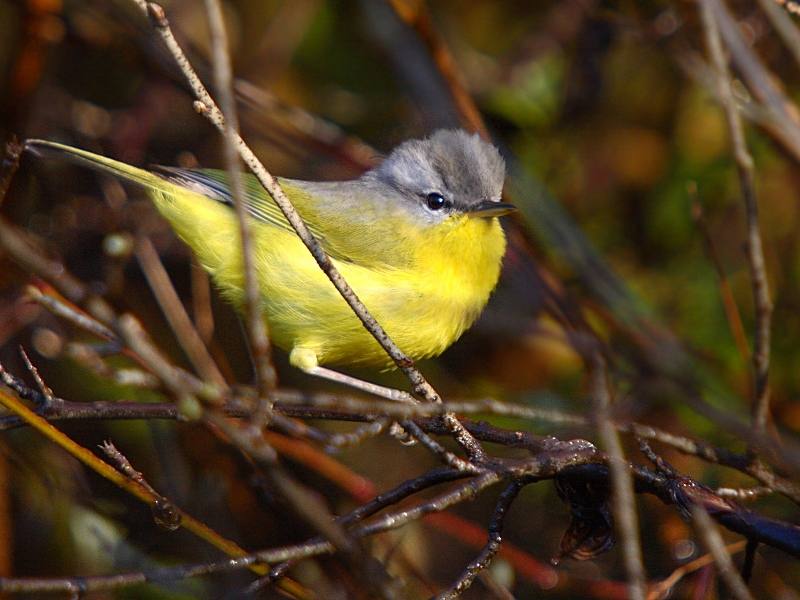 Grey-hooded Warbler