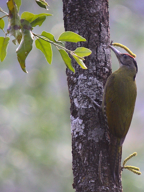 Grey-headed Woodpecker