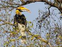 Buceros bicornis