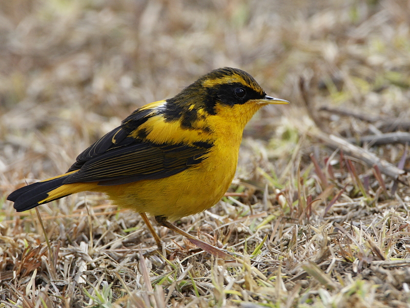 Golden Bush-Robin