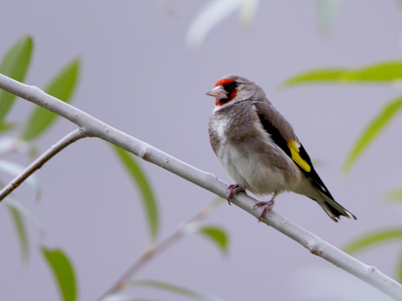 European Goldfinch