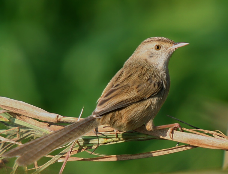 Graceful Prinia