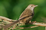 Prinia gracilis