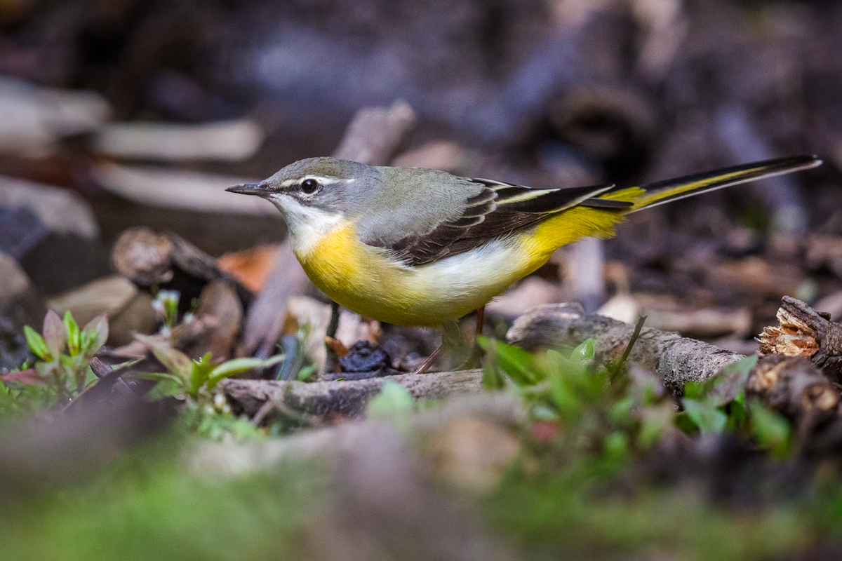 Motacilla cinerea