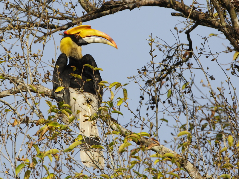 Great Hornbill