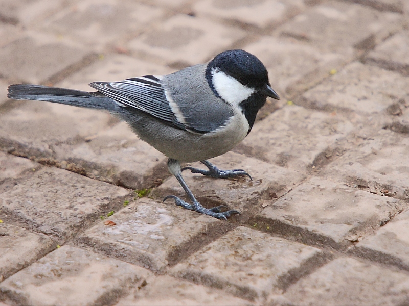 Great Tit