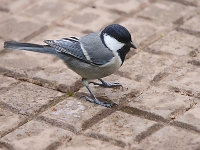 Parus major