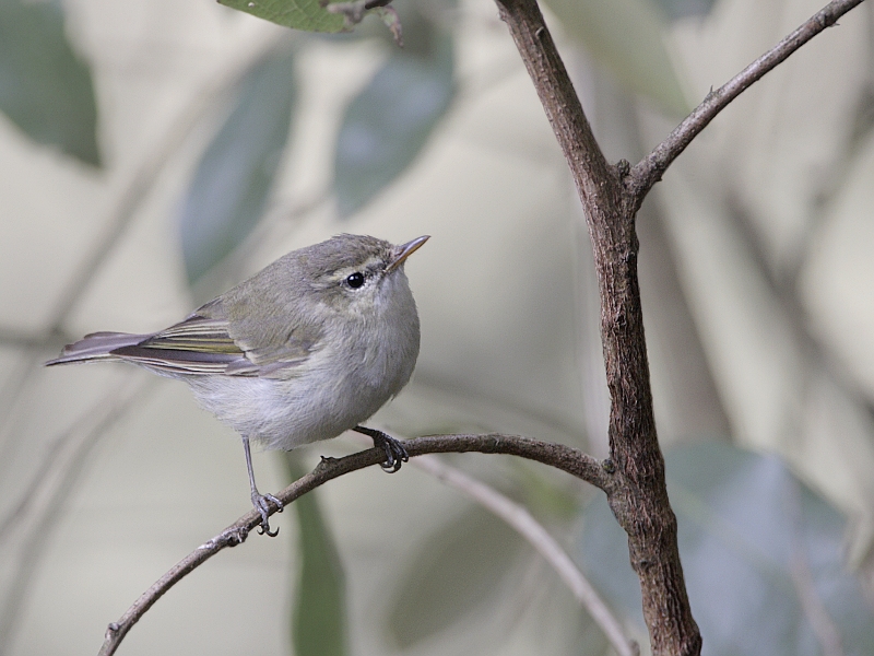 Greenish Warbler