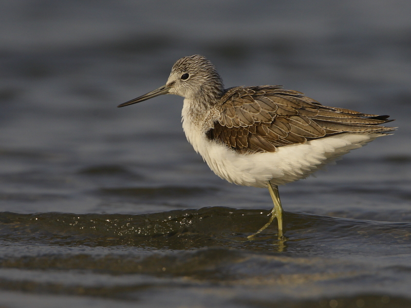 Common Greenshank